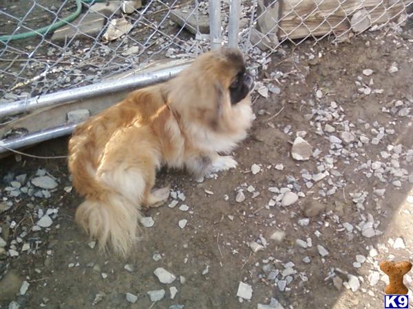 Dogs for Sale